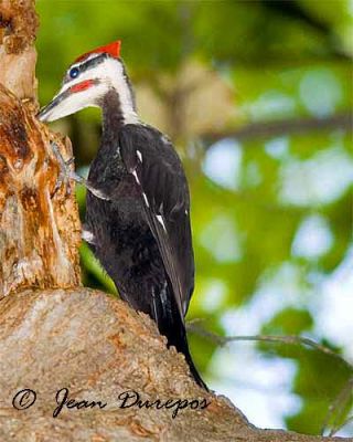  Pileated Woodpecker