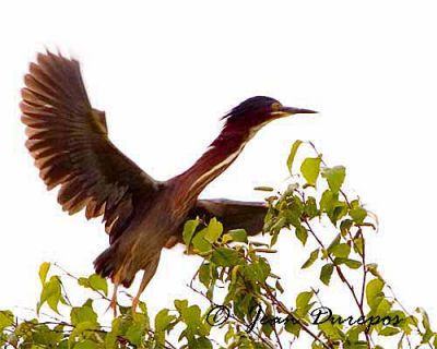  Green Heron preparing for flight