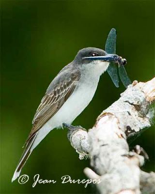 Eastern Kingbird (breeding female)