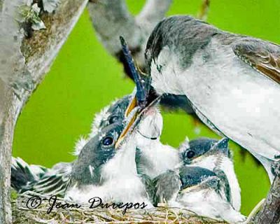 Eastern Kingbird female feeding one of her chicks.