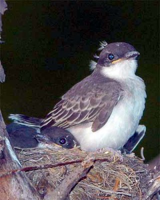Eastern Kingbird chicks