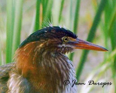 Green Heron Fledgling