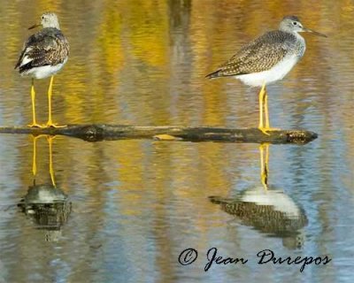 Lesser Yellowlegs 