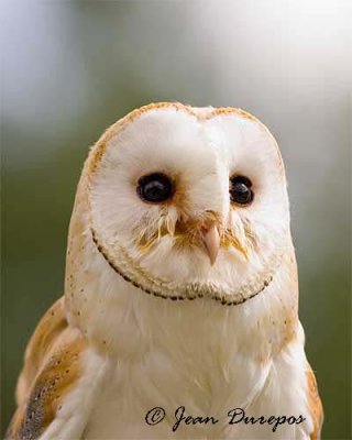 Barn Owl DSC_4213-ec.jpg