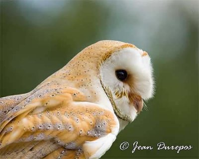  Barn Owl DSC_4211-ec.jpg