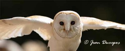  Barn Owl 