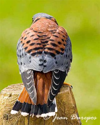 American Kestrel  (male)