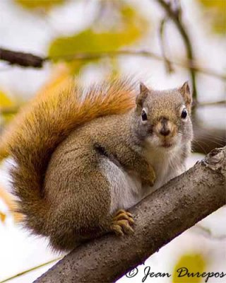 Red Squirrel