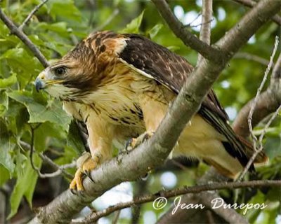  Red - tailed Hawk