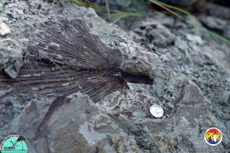 Alum Bluff Group at ALum Bluff plant fossil.jpg