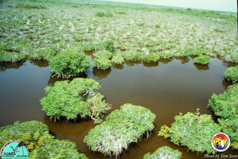 Everglades Mangroves.jpg