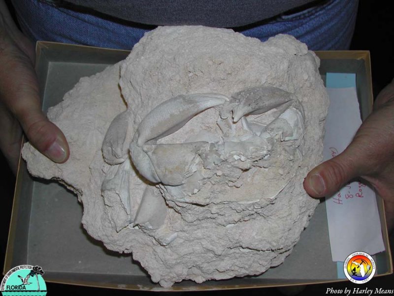 Fossil Crab Oculina.jpg