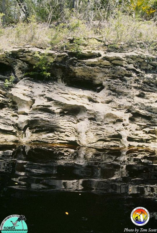 Suwannee Outcrop 2.jpg