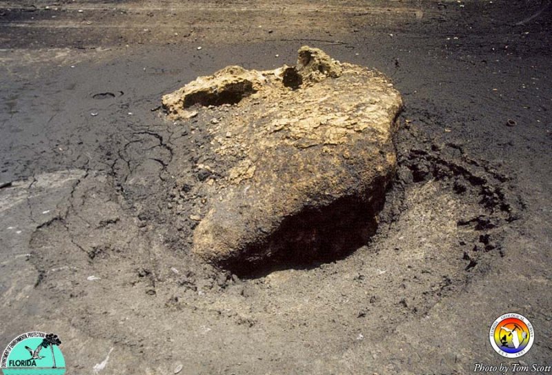 Lake Iamonia St Marks Fm boulder.jpg