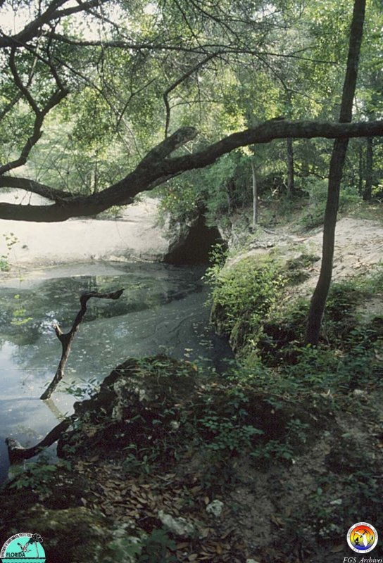Natural Bridge on the Steinhatchee Rv 3.jpg