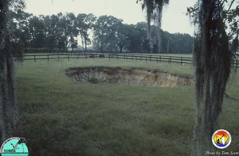 Ocala Horse Farm 2.jpg