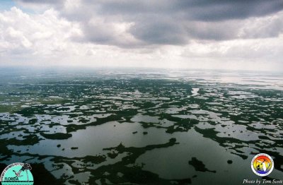 Everglades western area near Broad Rv.jpg