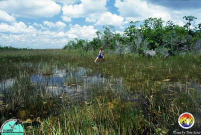 Everglades2.jpg