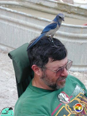 Ken Campbell and Scrub Jay.jpg