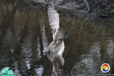 Barred Owl on Fishing line.jpg