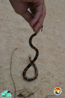 Coral_snake02.jpg