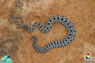 Pygmy Rattler.jpg