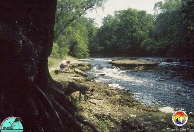 Steinhatchee Falls 2.jpg