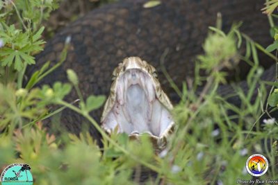 cottonmouth Moccasin.jpg