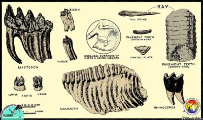 Florida Fossils.jpg