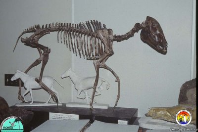 Fossil Horse.jpg