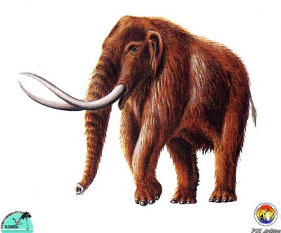 Mammut americanum.jpg