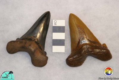 Oligocene shark teeth.jpg