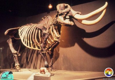 Wakulla-Mastodon.jpg