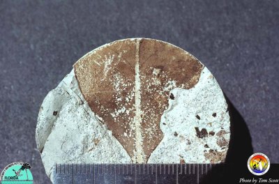 Hawthorn Gp northern FL with leaf fossil.jpg