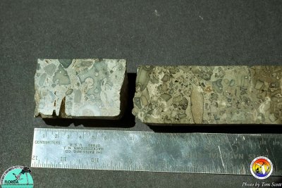 Hawthorn Group Penney Farms Fm lithoclasts.jpg