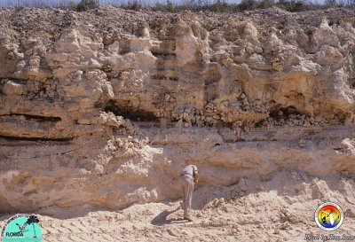 Dolime pit Eocene.jpg
