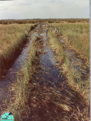 Track where seismic line is laid.jpg