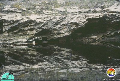 Suwannee Rv Outcrop 6.jpg