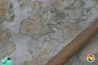 Bumpnose Limestone.jpg