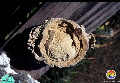 Calcite cannonbal from Avon Park Fm.jpg