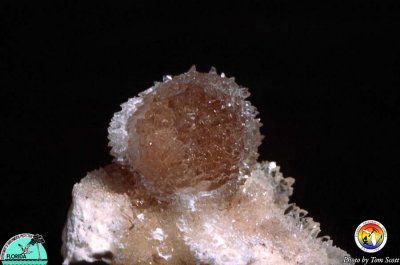 Calcite echinoid recrystallized.jpg