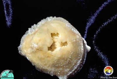 Calcite recrystallized echinoid2.jpg