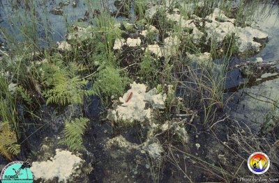 Everglades Microkarst.jpg