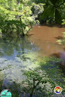 River water-spring water Holmes Creek.jpg