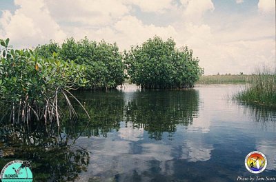Mangroves in Western Evergladeslades.jpg