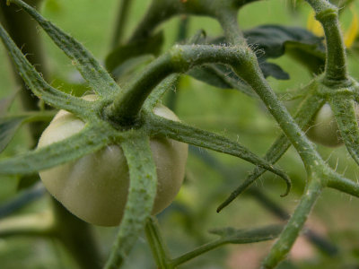 Tomato Beginnings