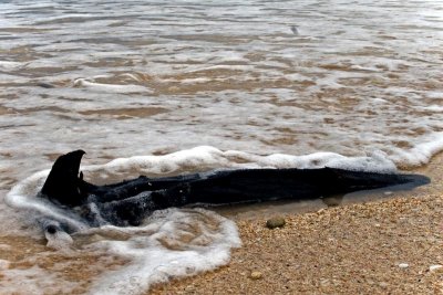 Driftwood