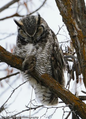 Great Horned with prey-7579