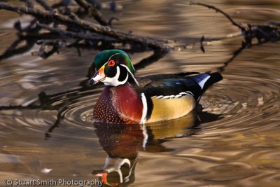 Wood Ducks-6280.jpg