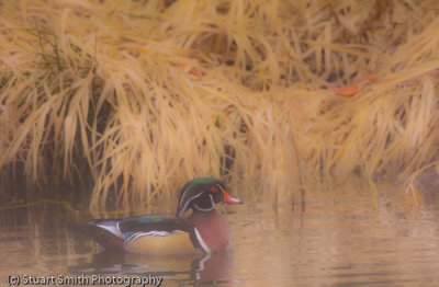 Wood Duck Drake-5820.jpg